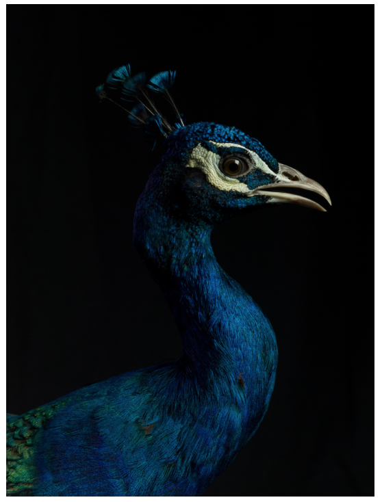 Fowl Portraits: Pip, 2009, Indian Blue/Black Shouldered Peacock